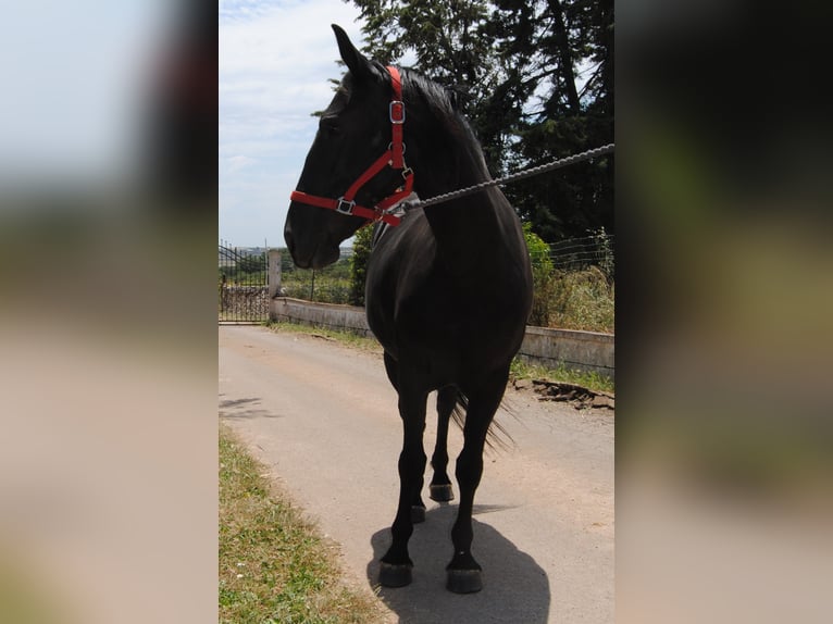Murgese Mare 4 years 14.2 hh Black in Murgia