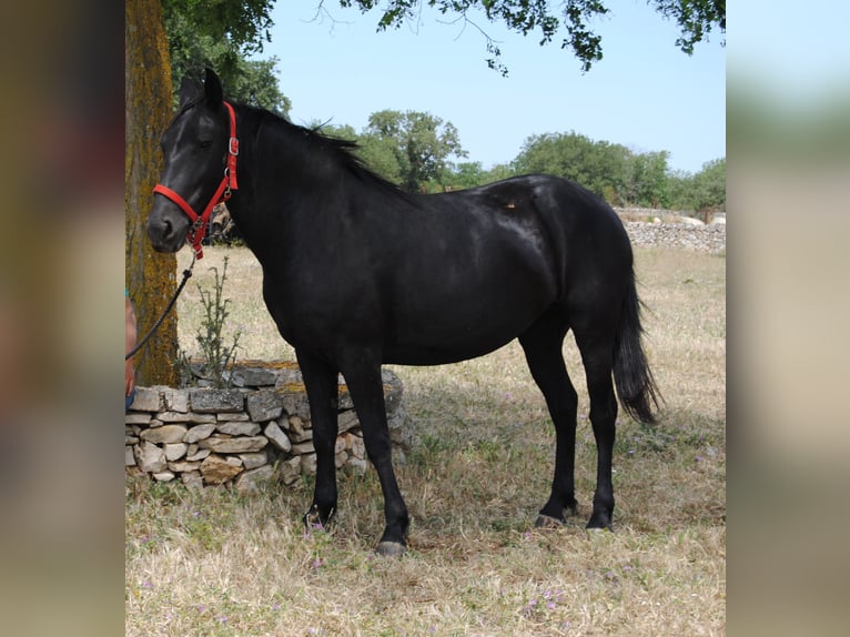 Murgese Mare 4 years 14.2 hh Black in Murgia