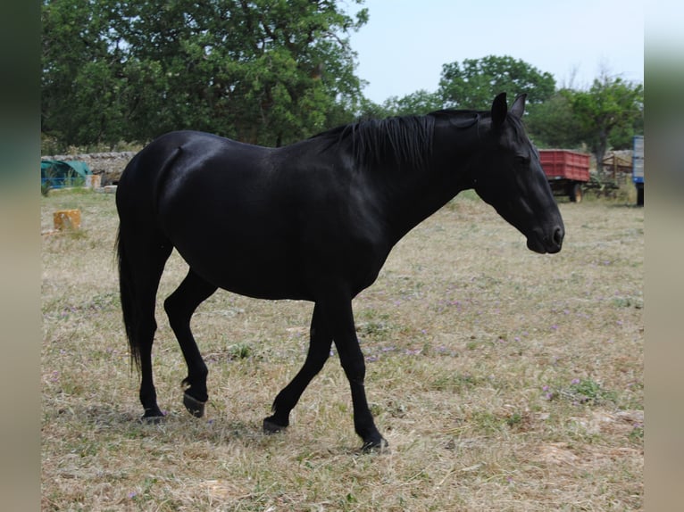Murgese Mare 4 years 14.2 hh Black in Murgia