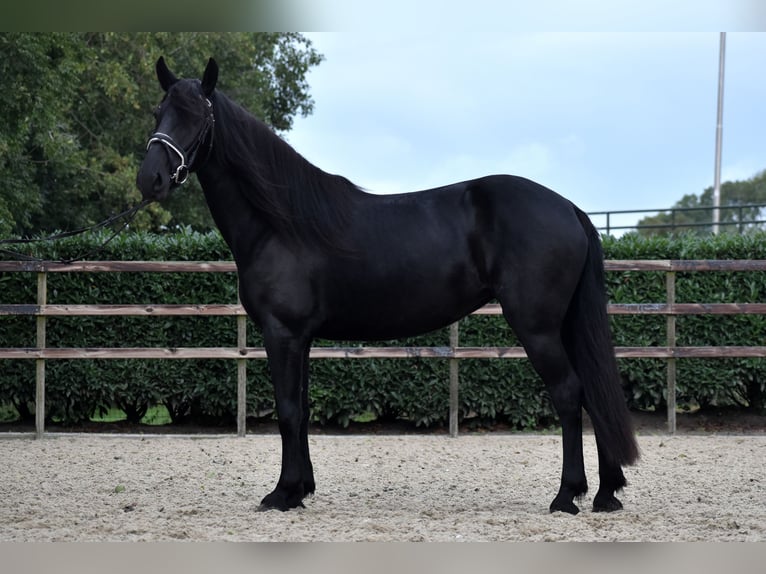 Murgese Mare 4 years 15,1 hh Black in Montfoort