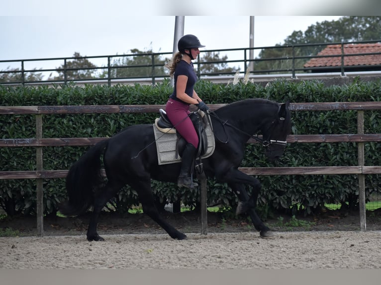 Murgese Mare 4 years 15,1 hh Black in Montfoort