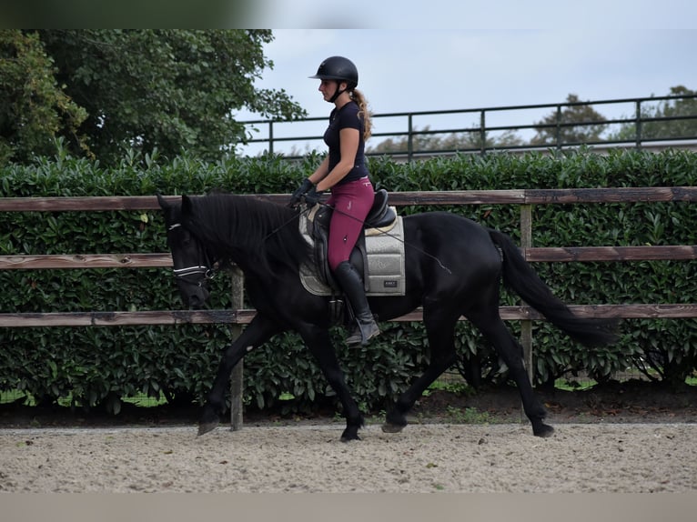 Murgese Mare 4 years 15,1 hh Black in Montfoort