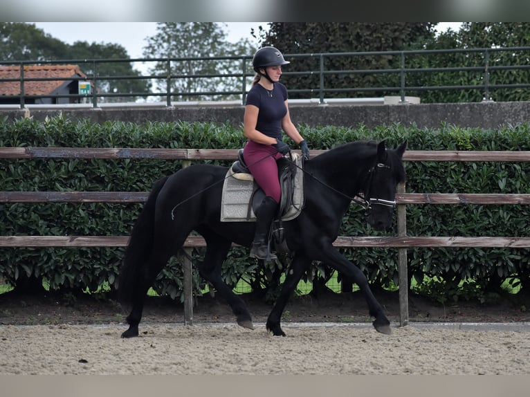 Murgese Mare 4 years 15,1 hh Black in Montfoort