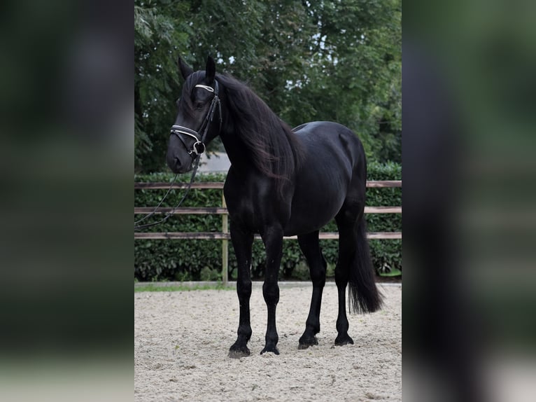 Murgese Mare 4 years 15,1 hh Black in Montfoort