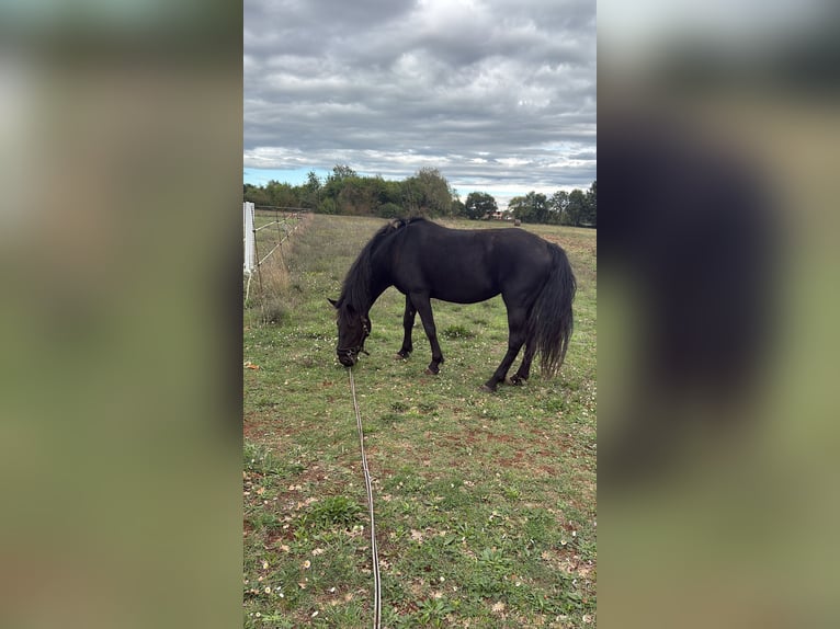 Murgese Mare 5 years 16 hh Black in PULA