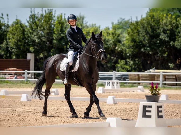 Murgese Mare 5 years 16 hh Black in PULA