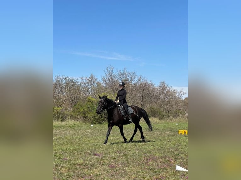 Murgese Mare 5 years 16 hh Black in Vinkuran