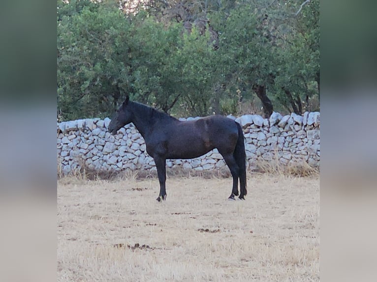 Murgese Mare 6 years 15.3 hh Black in MurgiaGioia del Colle