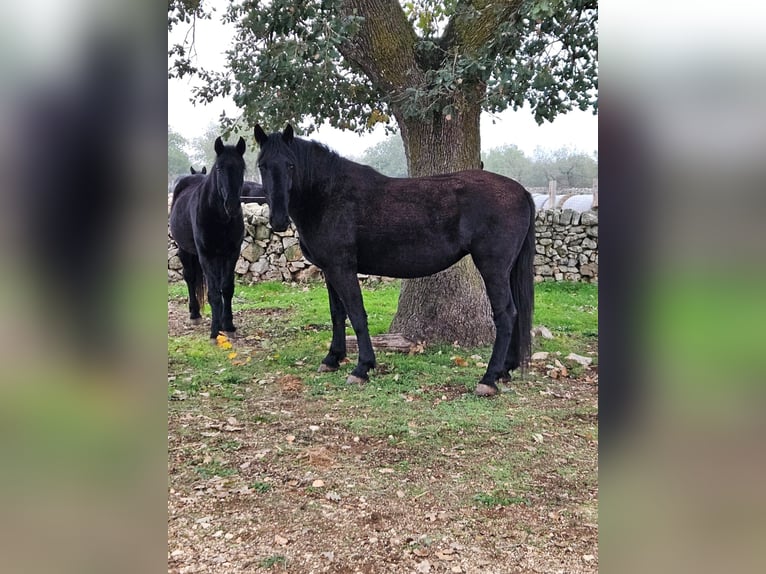 Murgese Mare 6 years 15,3 hh Black in MurgiaGioia del Colle