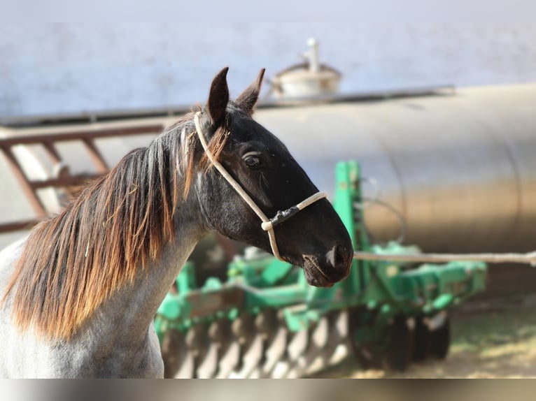 Murgese Merrie 1 Jaar 160 cm Roan-Blue in Martina Franca