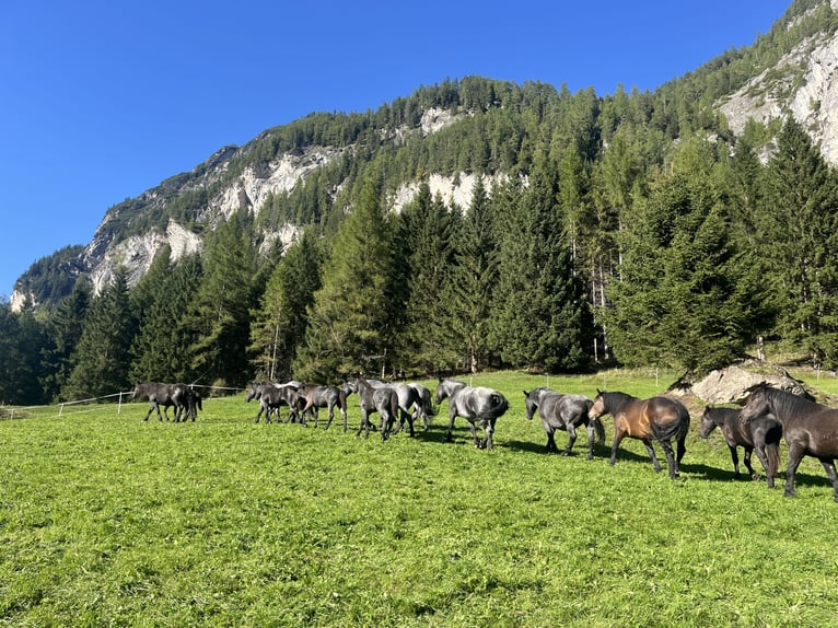 Murgese Merrie 1 Jaar Roan-Blue in Tweng