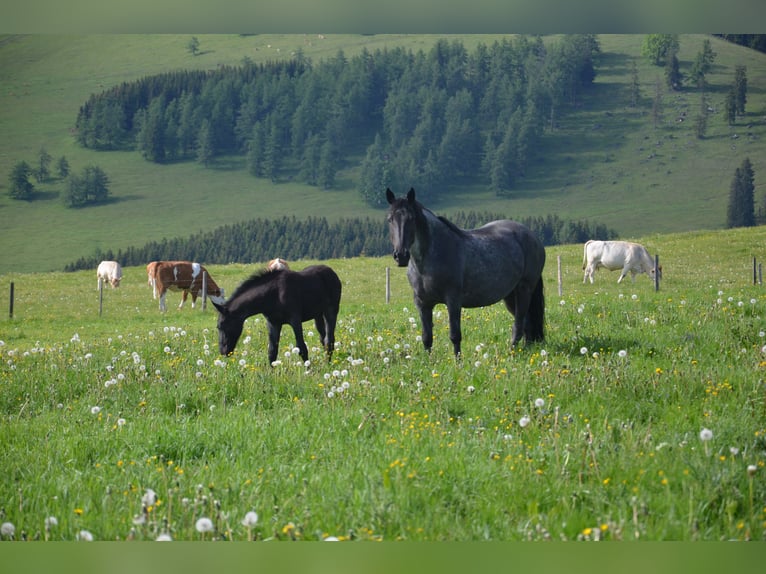 Murgese Merrie 1 Jaar Roan-Blue in Tweng
