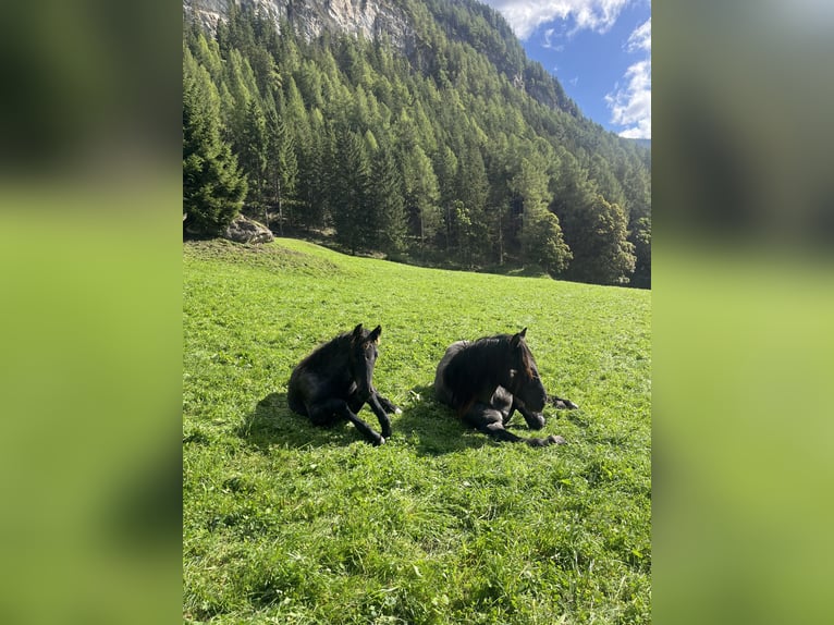Murgese Merrie 1 Jaar Roan-Blue in Tweng