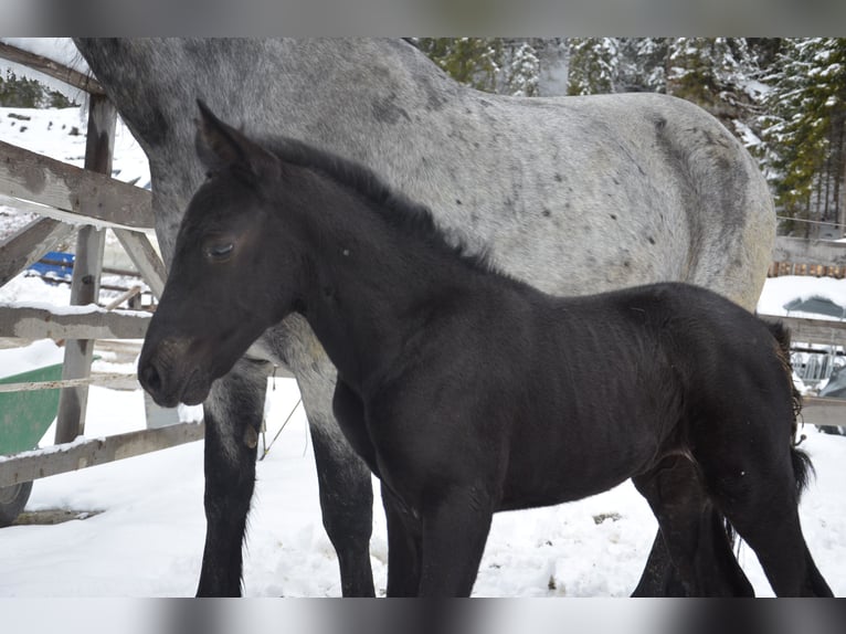 Murgese Merrie 1 Jaar Roan-Blue in Tweng