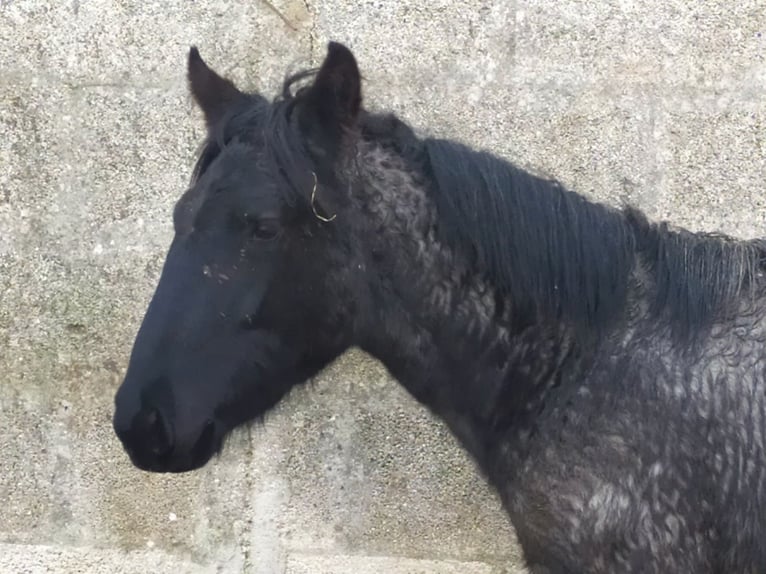 Murgese Merrie 1 Jaar Roan-Blue in Martina Franca