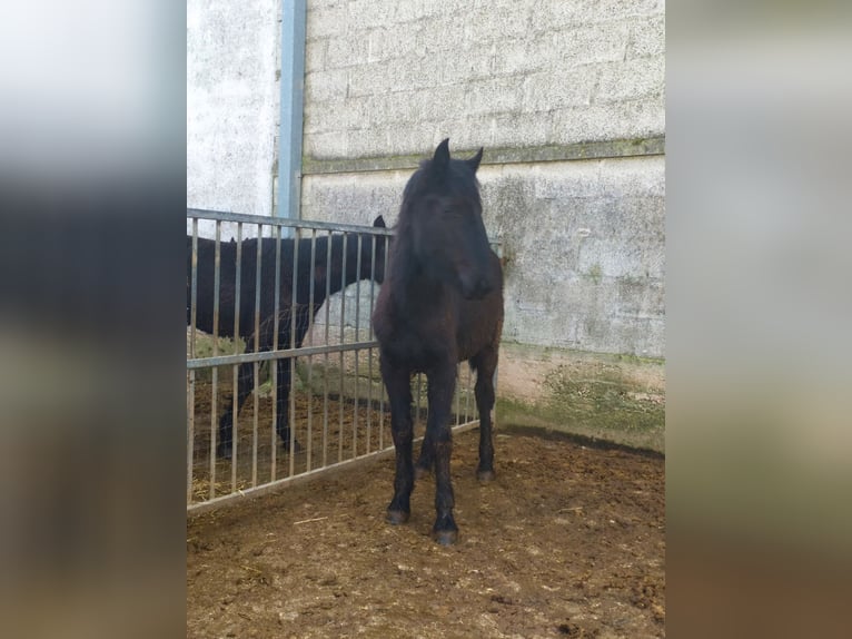 Murgese Merrie 1 Jaar Zwart in Martina Franca