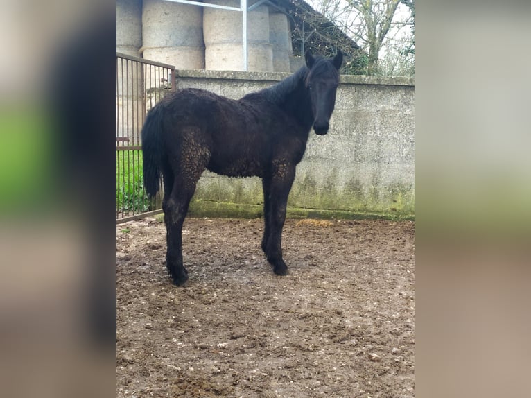 Murgese Merrie 1 Jaar Zwart in Martina Franca