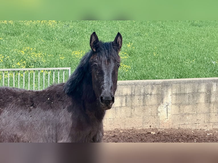 Murgese Merrie 1 Jaar Zwart in Martina Franca