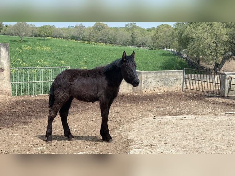 Murgese Merrie 1 Jaar Zwart in Martina Franca
