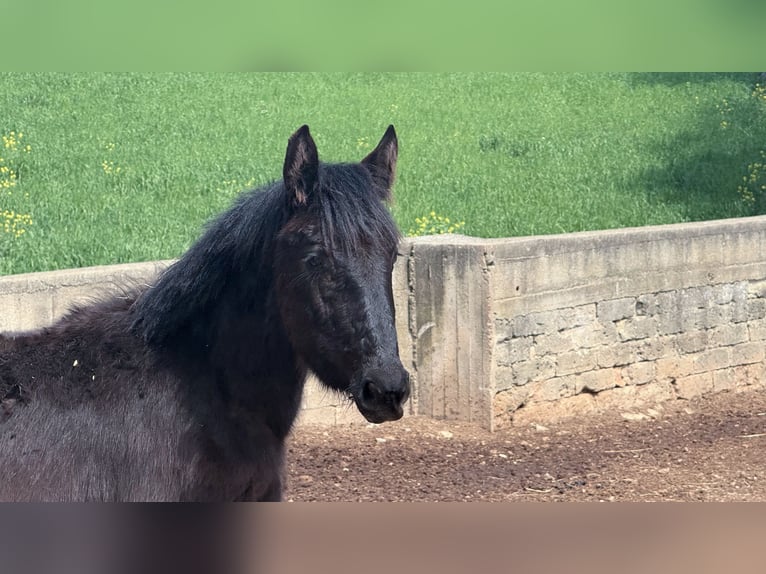 Murgese Merrie 1 Jaar Zwart in Martina Franca