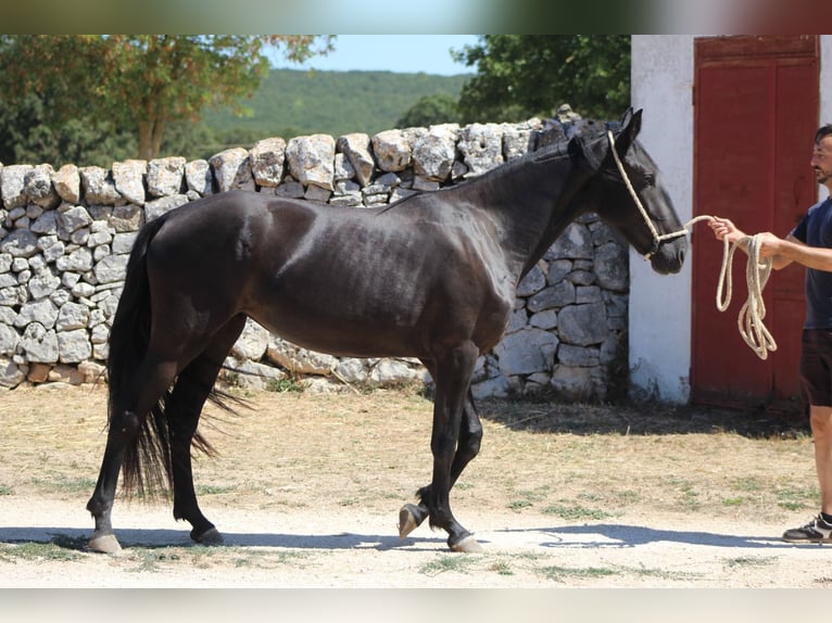 Murgese Merrie 2 Jaar 160 cm Zwart in Martina Franca