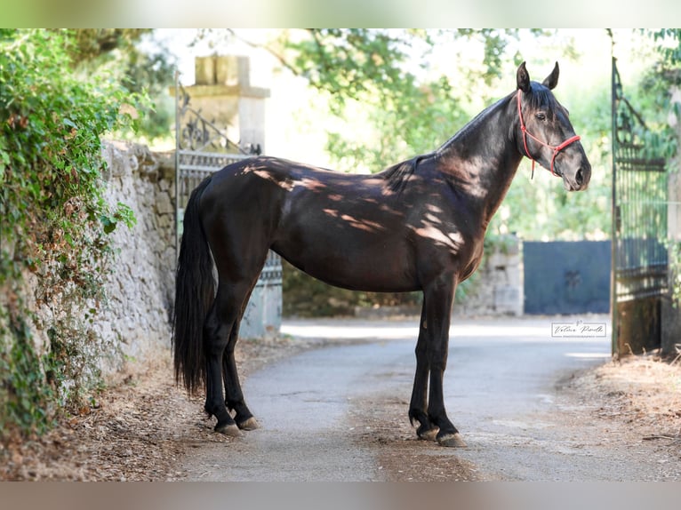Murgese Merrie 2 Jaar 160 cm Zwart in Martina Franca