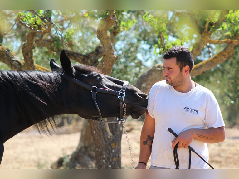 Murgese Merrie 2 Jaar 163 cm Zwart in Martina Franca
