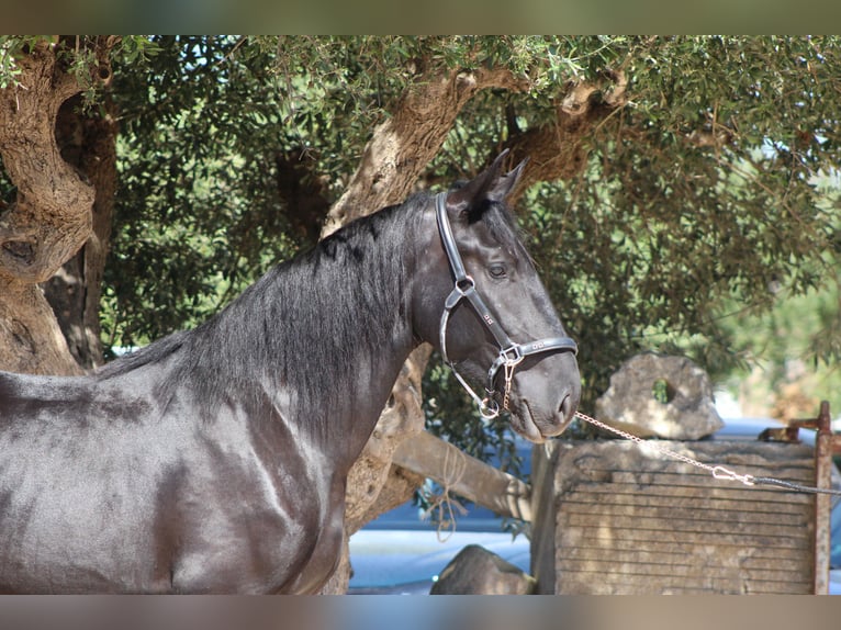 Murgese Merrie 2 Jaar 163 cm Zwart in Martina Franca