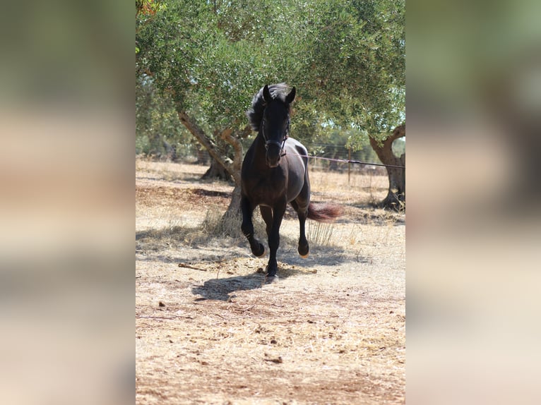 Murgese Merrie 2 Jaar 163 cm Zwart in Martina Franca