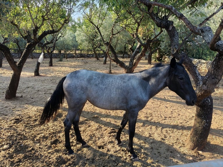 Murgese Merrie 2 Jaar Roan-Blue in Martina Franca