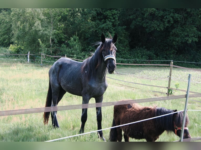 Murgese Merrie 3 Jaar 155 cm Roan-Blue in Huizen
