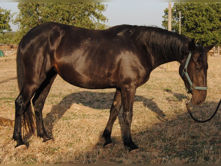 Murgese Merrie 3 Jaar 155 cm Zwart in Murgia