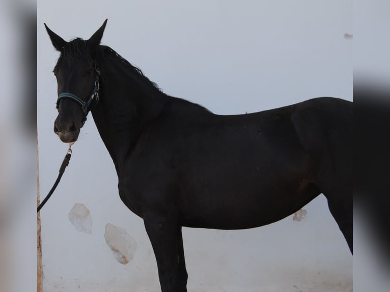 Murgese Merrie 3 Jaar 155 cm Zwart in Murgia
