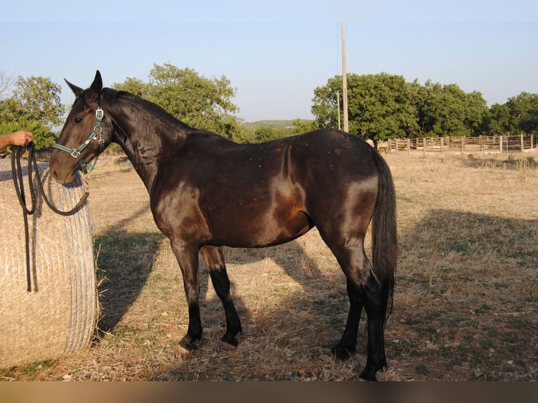 Murgese Merrie 3 Jaar 155 cm Zwart in Murgia