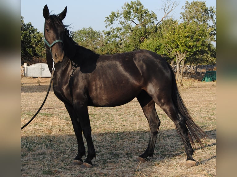 Murgese Merrie 3 Jaar 155 cm Zwart in Murgia