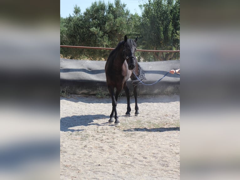 Murgese Merrie 3 Jaar 157 cm Zwart in San Paolo
