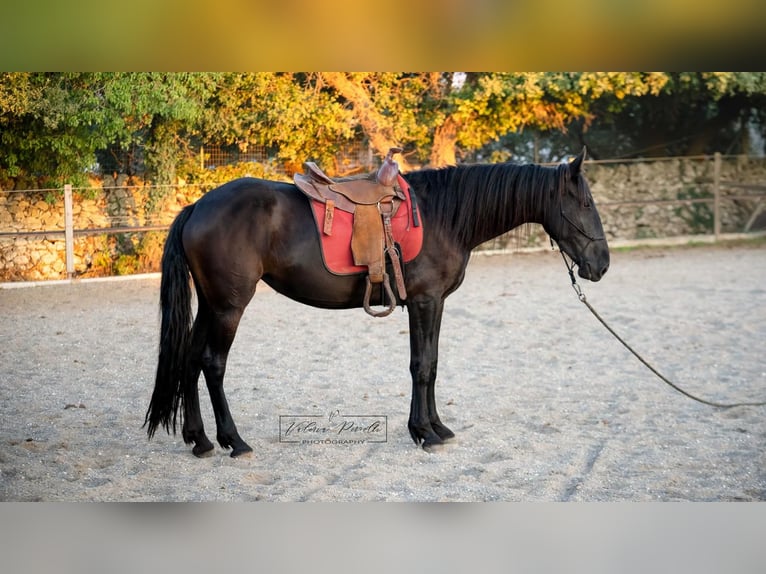 Murgese Merrie 3 Jaar 158 cm Zwart in Martina Franca