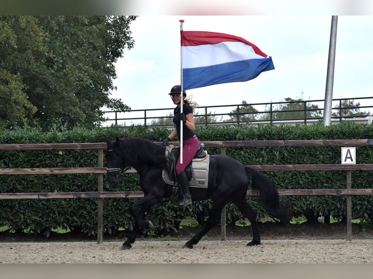 Murgese Merrie 4 Jaar 155 cm Zwart in Montfoort