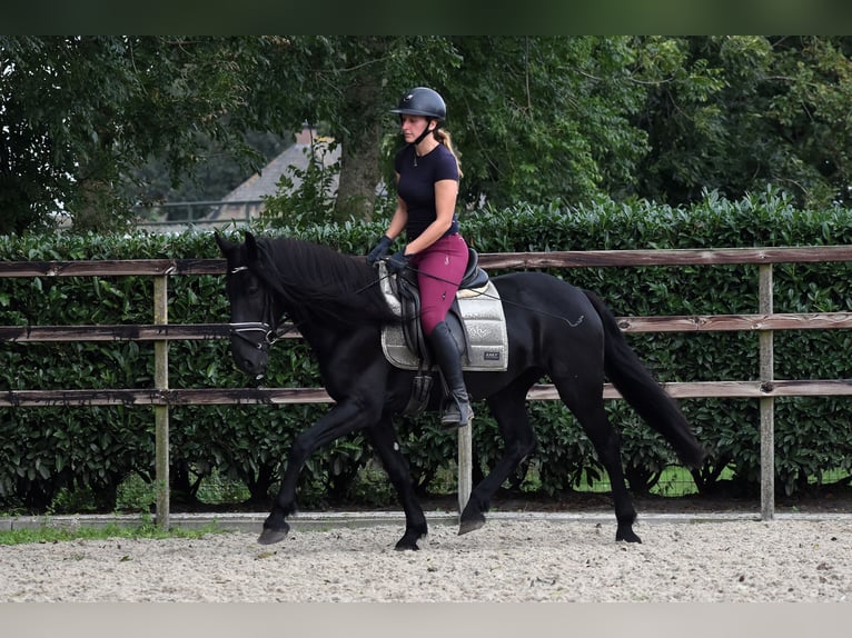 Murgese Merrie 4 Jaar 155 cm Zwart in Montfoort