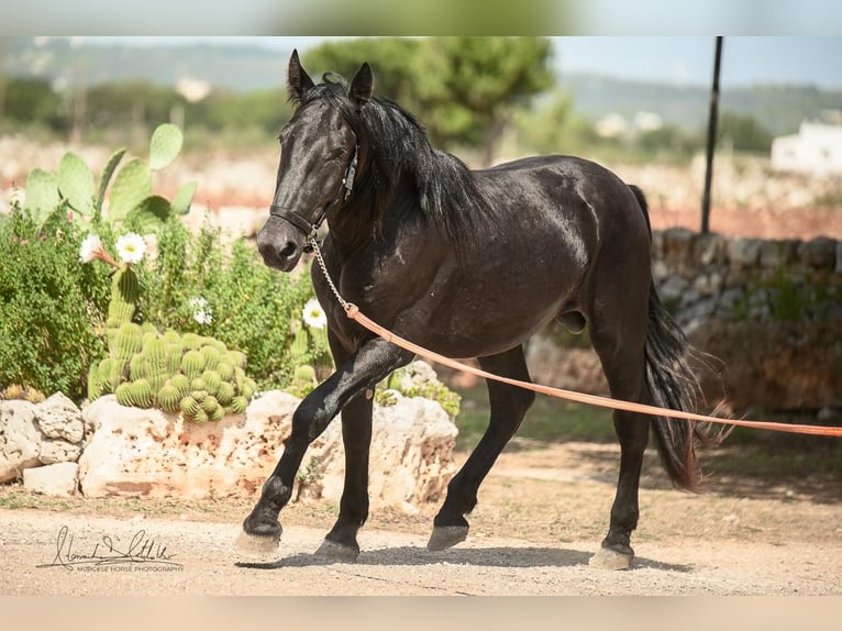 Murgese Ogier 2 lat 156 cm Kara in Martina Franca