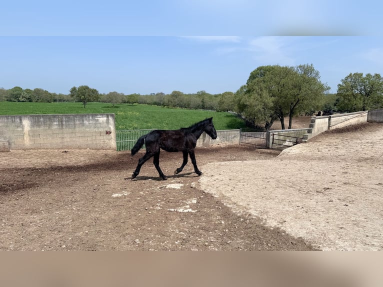 Murgese Ogier 2 lat 157 cm Kara in Martina Franca