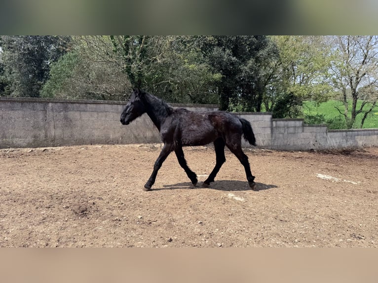 Murgese Ogier 2 lat 157 cm Kara in Martina Franca