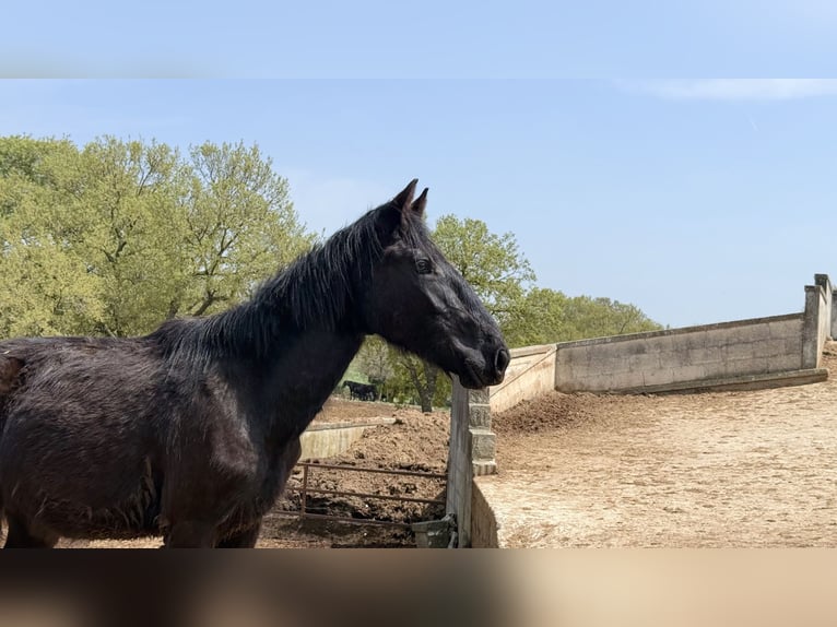 Murgese Ogier 2 lat 157 cm Kara in Martina Franca