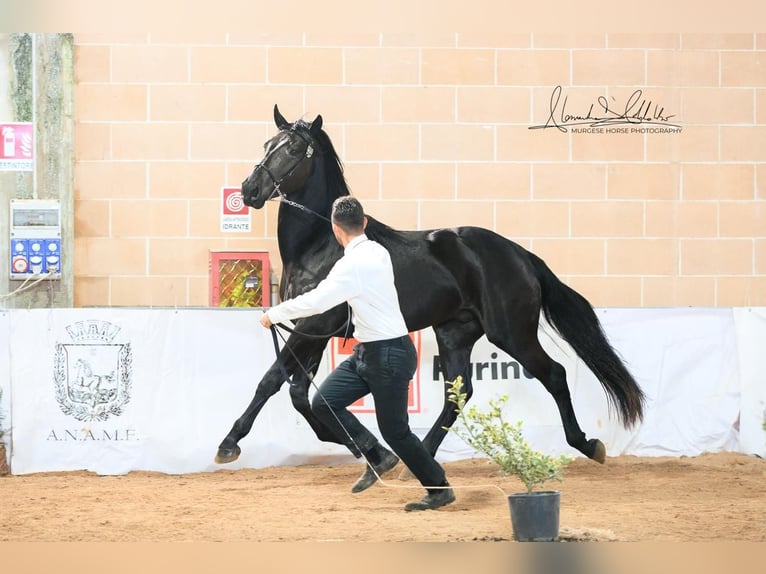 Murgese Ogier 2 lat 160 cm Kara in Martina Franca