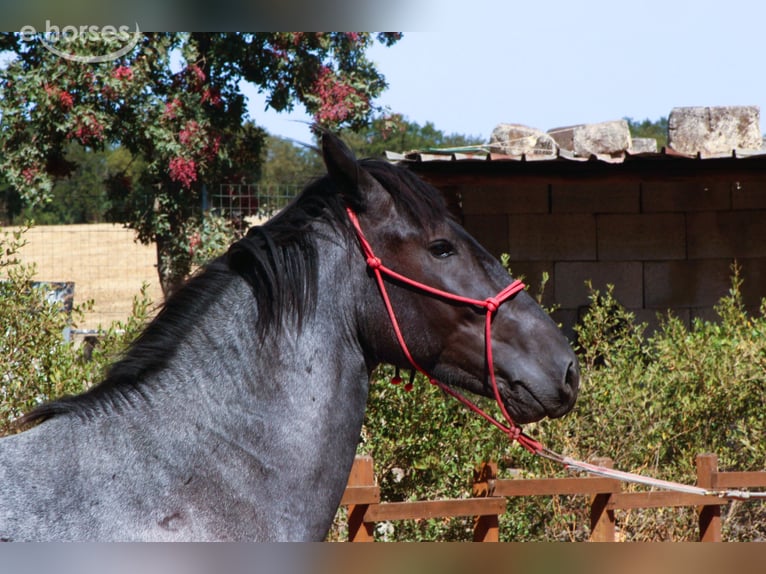 Murgese Ogier 2 lat 160 cm Karodereszowata in Martina Franca