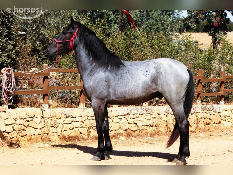 Murgese Ogier 2 lat 160 cm Karodereszowata in Martina Franca