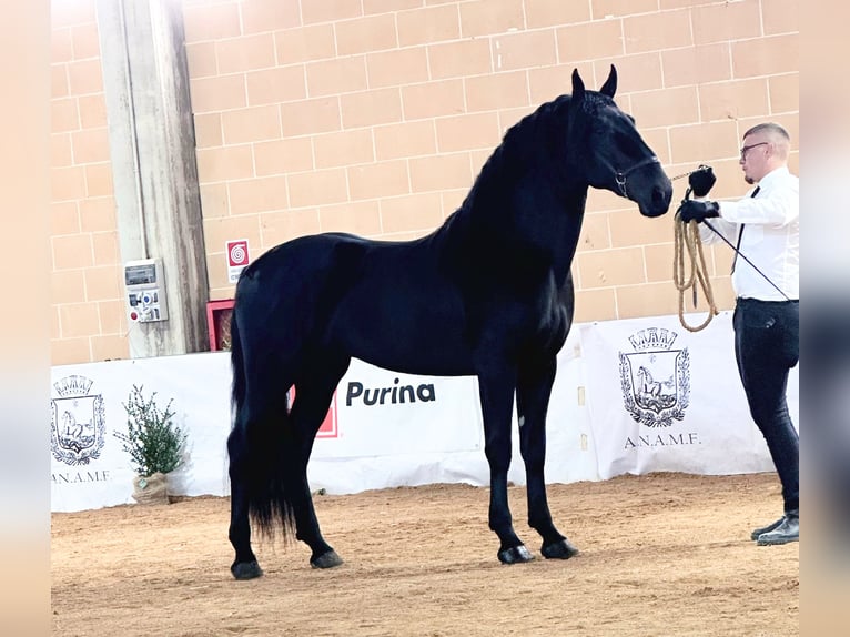 Murgese Ogier 2 lat 161 cm Kara in Martina Franca