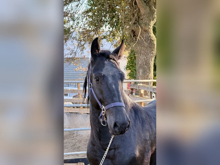 Murgese Ogier 2 lat 165 cm Kara in Martina Franca