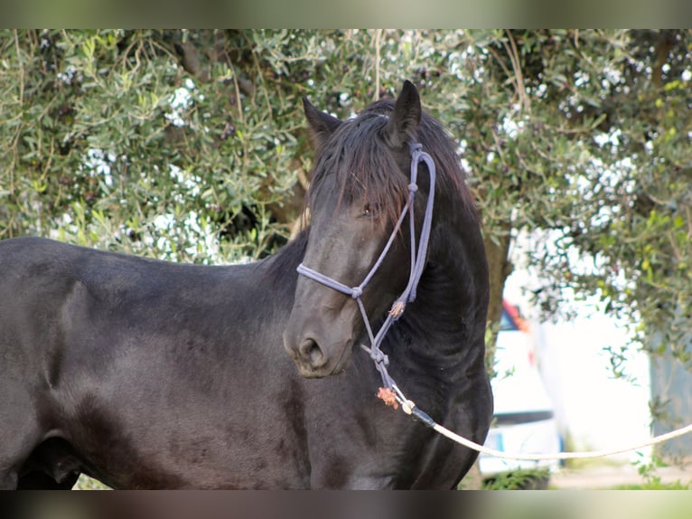 Murgese Ogier 2 lat 165 cm Kara in Martina Franca