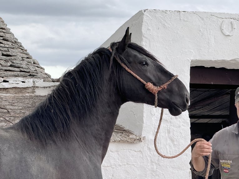 Murgese Ogier 2 lat 165 cm Kara in Martina Franca